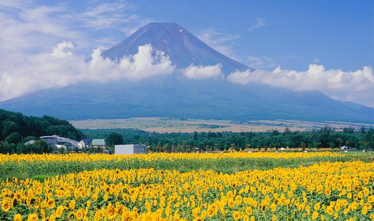 Campos de girasoles en Hana-no-Miyako Park con el Monte Fuji al fondo